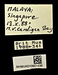 Protocerius colossus•All Rights ReservedMuseum Label