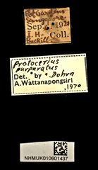 Protocerius purpuratus•All Rights ReservedMuseum Label