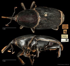 Rhynchophorus vulneratus•&copy; Ang Yuchen•CC BY 4.0