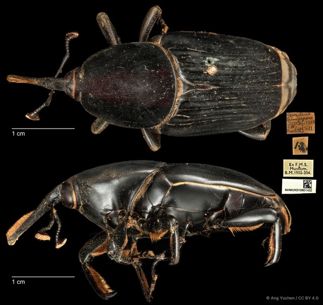 Rhynchophorus vulneratus•&copy; Ang Yuchen•CC BY 4.0