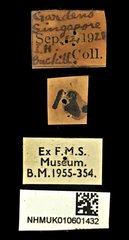 Rhynchophorus vulneratus•All Rights ReservedMuseum Label