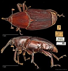 Rhynchophorus vulneratus•&copy; Ang Yuchen•CC BY 4.0