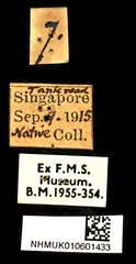 Rhynchophorus vulneratus•All Rights ReservedMuseum Label