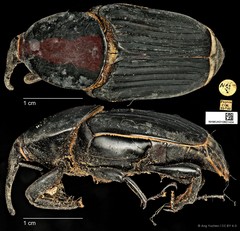 Rhynchophorus vulneratus•&copy; Ang Yuchen•CC BY 4.0