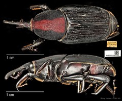 Rhynchophorus vulneratus•&copy; Ang Yuchen•CC BY 4.0