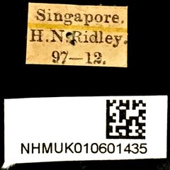 Rhynchophorus vulneratus•All Rights ReservedMuseum Label