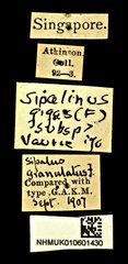 Sipalinus gigas•All Rights ReservedMuseum Label