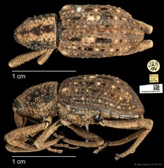 Sipalinus gigas•&copy; Ang Yuchen•CC BY 4.0