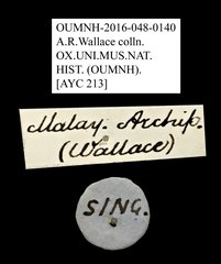 Petalon sp. "AYC 213"•All Rights ReservedMuseum Label
