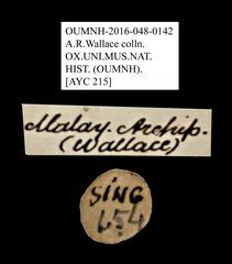 Petalon sp. "AYC 215"•All Rights ReservedMuseum Label