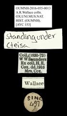 Ctesias sp. "AYC 153"•All Rights ReservedMuseum Label
