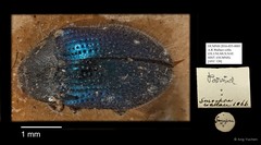 Dryopidae sp. "AYC 120"•&copy; Ang Yuchen•All Rights Reserved
