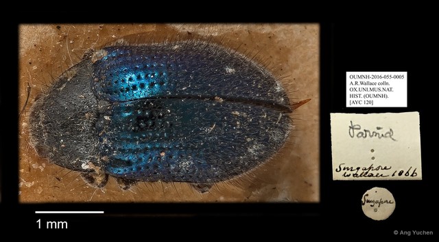Dryopidae sp. "AYC 120"•&copy; Ang Yuchen•All Rights Reserved