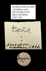 Dryopidae sp. "AYC 120"•All Rights ReservedMuseum Label