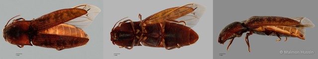Elateridae sp. "ZRCBDP0055816"•&copy; Maimon Hussin•All Rights Reserved