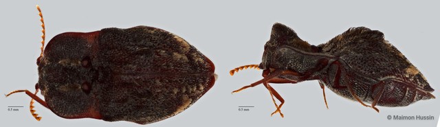 Elateridae sp. "ZRCBDP0071819"•&copy; Maimon Hussin•All Rights Reserved