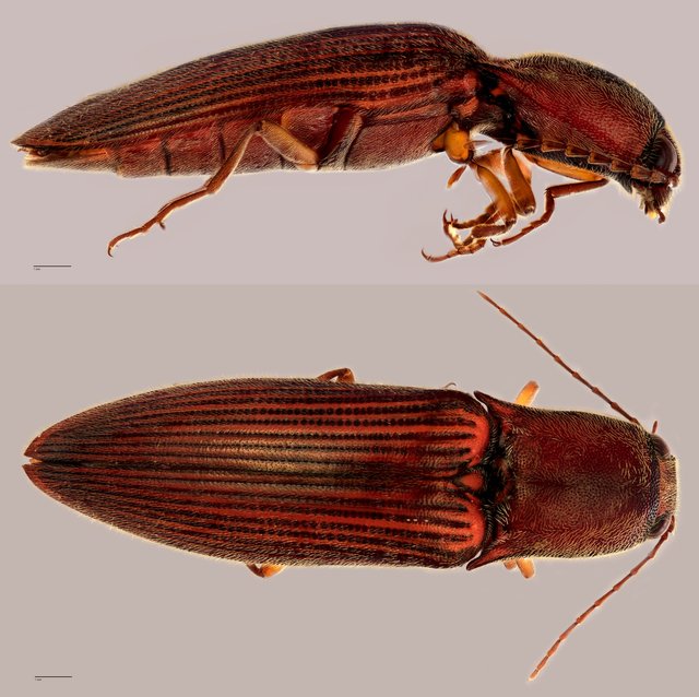 Elateridae sp. "ZRCBDP0071912"•&copy; Tan Wee Chye•All Rights Reserved