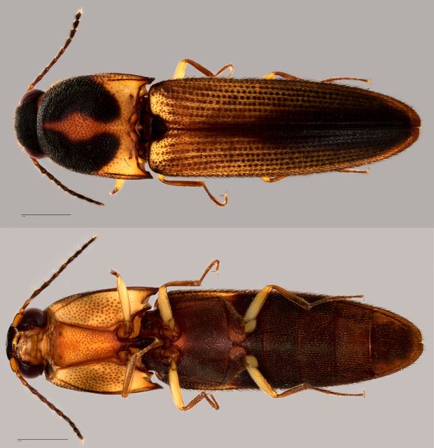 Elateridae sp. "ZRCBDP0071928"•&copy; Tan Wee Chye•All Rights Reserved