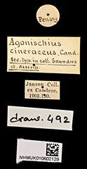 Agonischius•All Rights ReservedMuseum Label