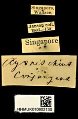 Agonischius•All Rights ReservedMuseum Label