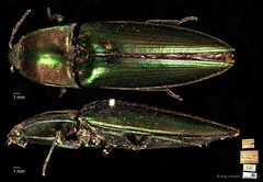 Campsosternus aureolus•&copy; Ang Yuchen•CC BY 4.0