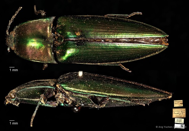 Campsosternus aureolus•&copy; Ang Yuchen•CC BY 4.0