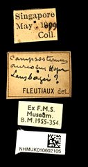 Campsosternus aureolus•All Rights ReservedMuseum Label