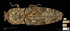 Cryptalaus nubilus•&copy; Ang Yuchen•CC BY 4.0