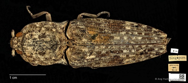 Cryptalaus nubilus•&copy; Ang Yuchen•CC BY 4.0