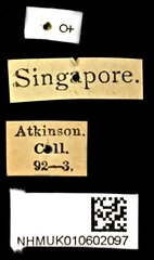 Cryptalaus nubilus•All Rights ReservedMuseum Label
