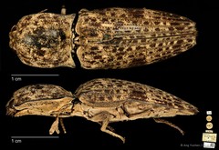 Cryptalaus nubilus•&copy; Ang Yuchen•CC BY 4.0