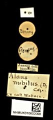 Cryptalaus nubilus•All Rights ReservedMuseum Label