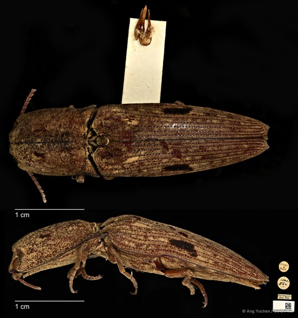 Cryptalaus putridus•&copy; Ang Yuchen•CC BY 4.0