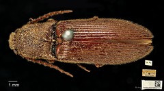 Elius•&copy; Ang Yuchen•CC BY 4.0