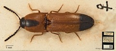 Melanoxanthus melanocephalus•&copy; Ang Yuchen•CC BY 4.0