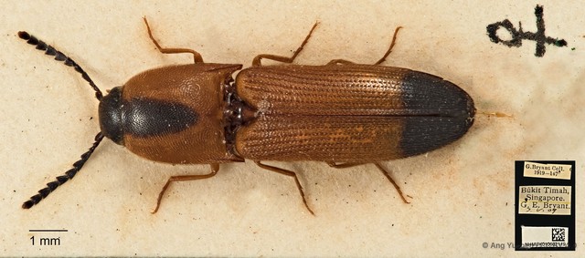 Melanoxanthus melanocephalus•&copy; Ang Yuchen•CC BY 4.0