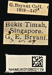 Melanoxanthus melanocephalus•All Rights ReservedMuseum Label