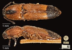 Melanoxanthus melanocephalus•&copy; Ang Yuchen•CC BY 4.0