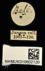 Melanoxanthus melanocephalus•All Rights ReservedMuseum Label