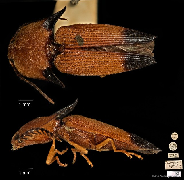 Pachyderes apicalis•&copy; Ang Yuchen•CC BY 4.0