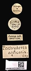 Pachyderes apicalis•All Rights ReservedMuseum Label