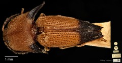 Pachyderes apicalis•&copy; Ang Yuchen•CC BY 4.0