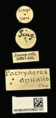 Pachyderes apicalis•All Rights ReservedMuseum Label