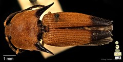 Pachyderes apicalis•&copy; Ang Yuchen•CC BY 4.0