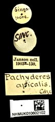 Pachyderes apicalis•All Rights ReservedMuseum Label