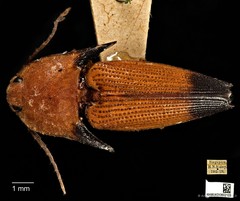 Pachyderes apicalis•&copy; Ang Yuchen•CC BY 4.0