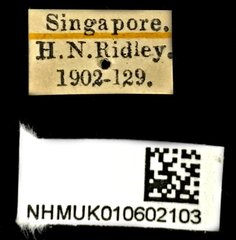 Pachyderes apicalis•All Rights ReservedMuseum Label