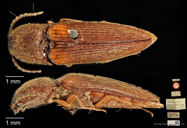 Procraerus ligatus•&copy; Ang Yuchen•CC BY 4.0