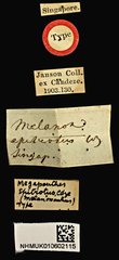 Procraerus ligatus•All Rights ReservedMuseum Label