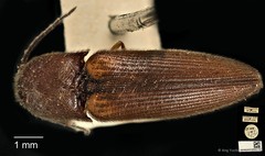 Procraerus ligatus•&copy; Ang Yuchen•CC BY 4.0